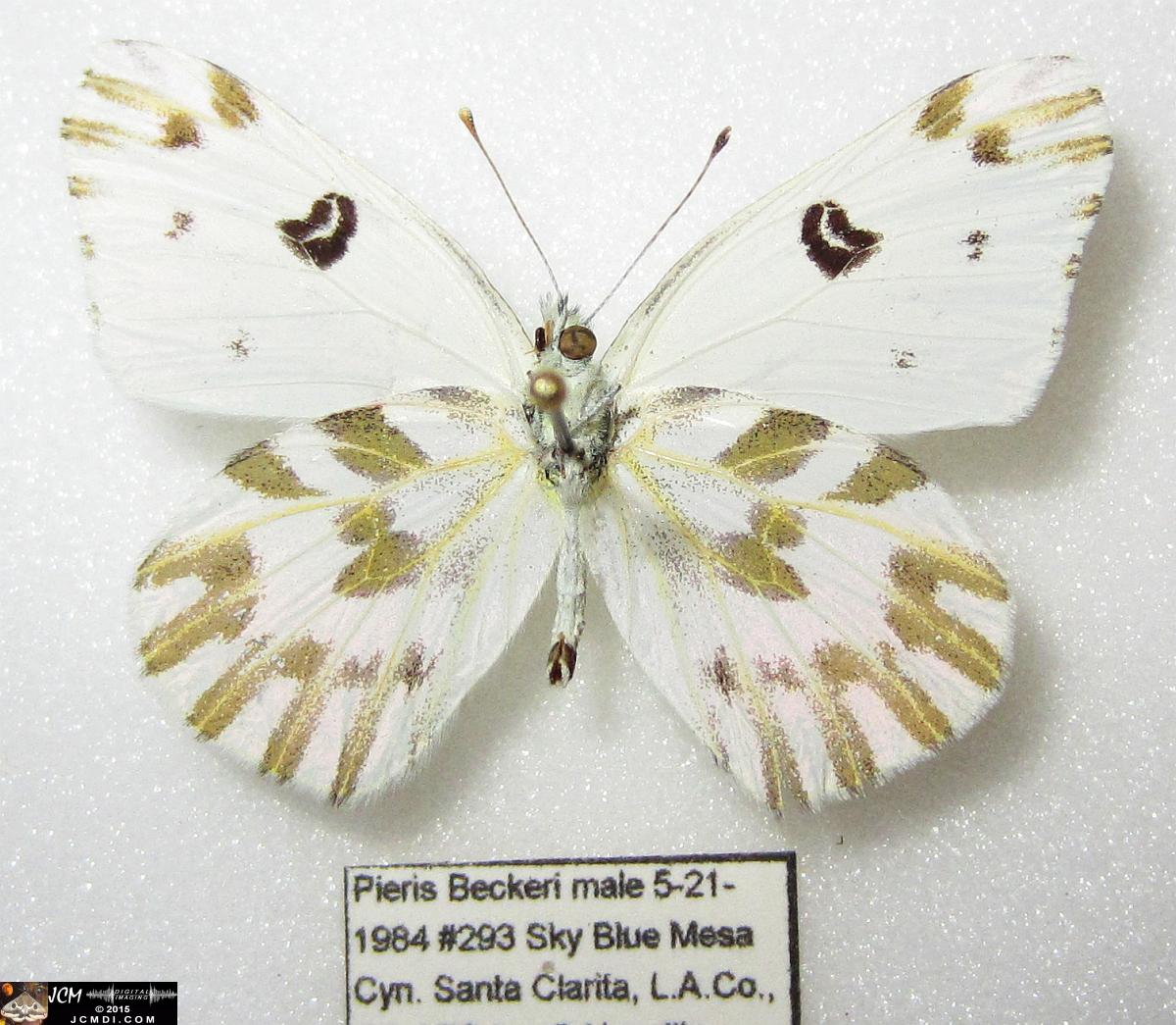 Pieris beckerii (Pontia beckerii) male verso